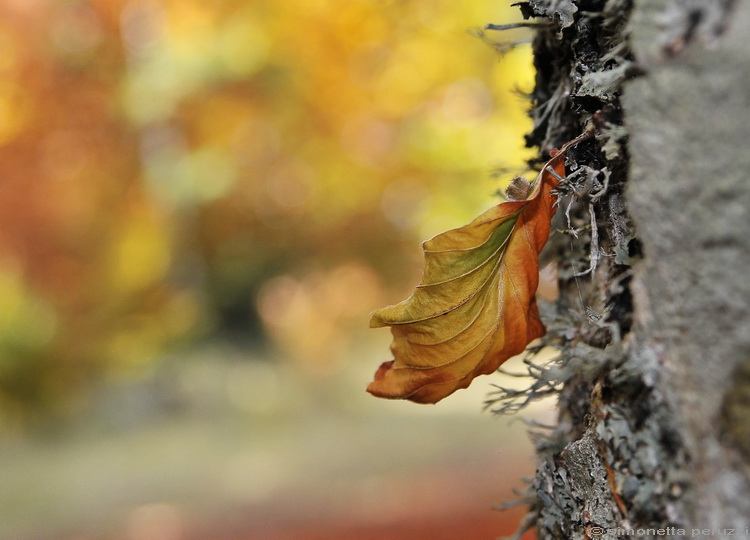 Autunno.....veder cadere le foglie.